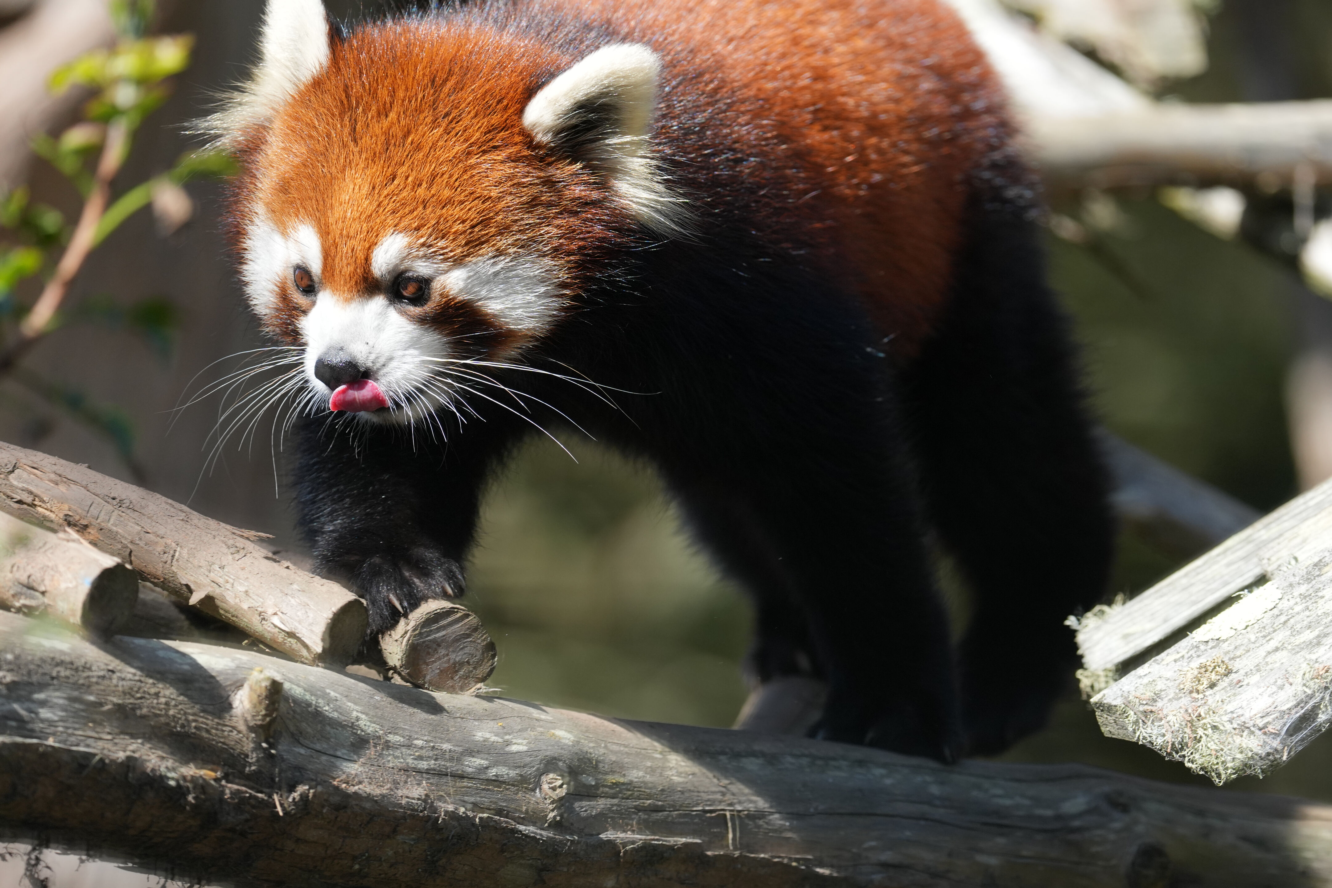 San Francisco Zoo and Gardens