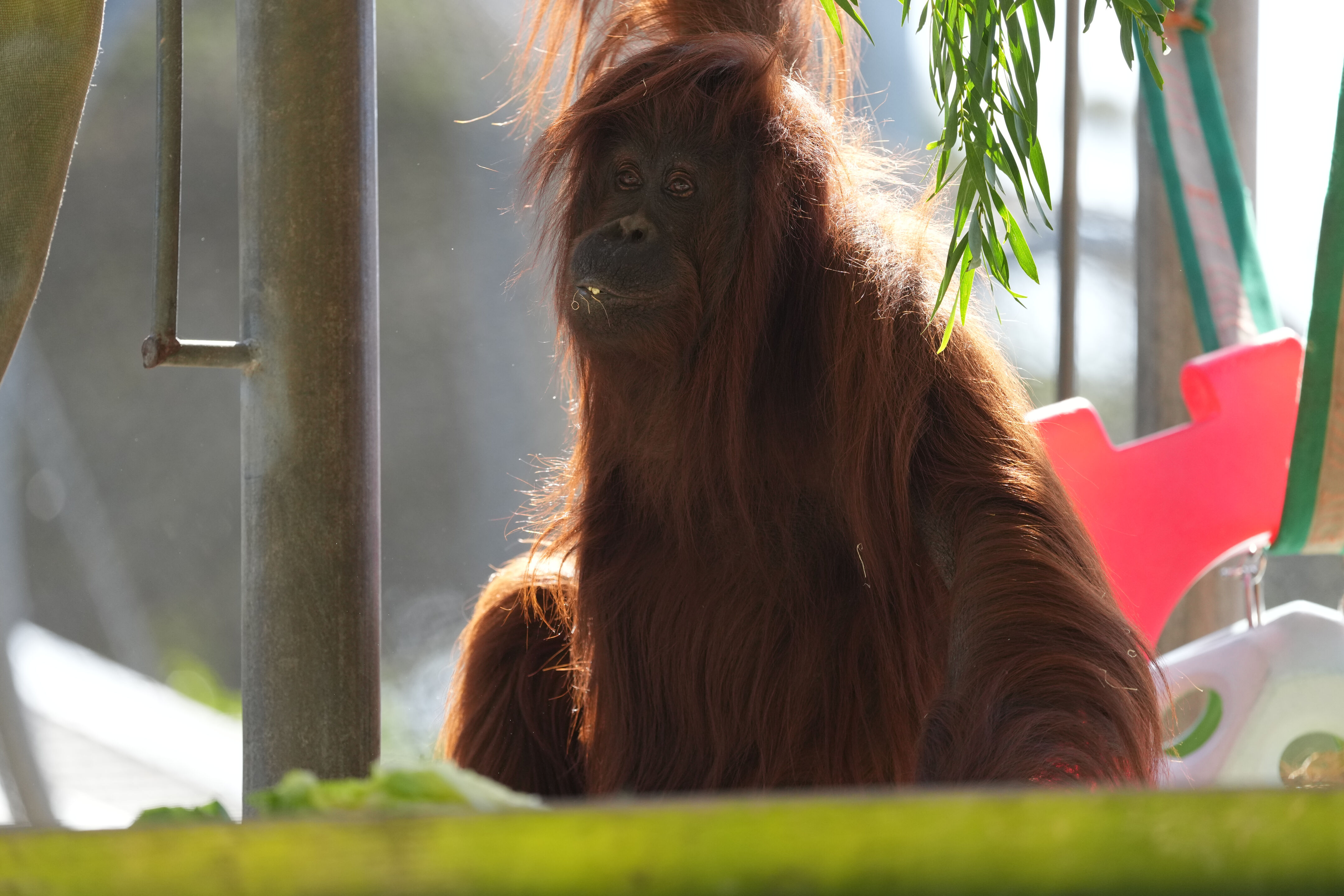San Francisco Zoo and Gardens