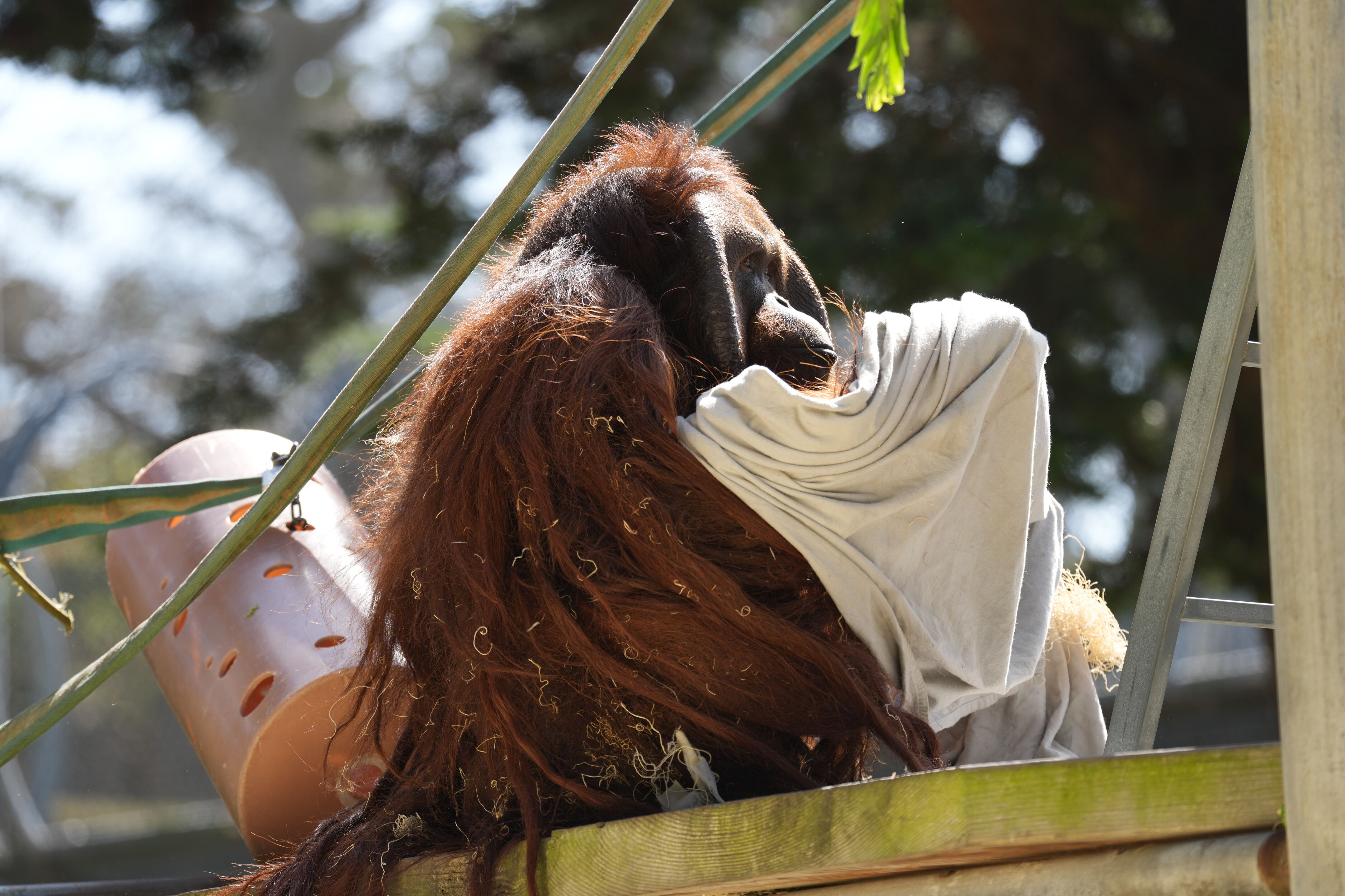 San Francisco Zoo and Gardens