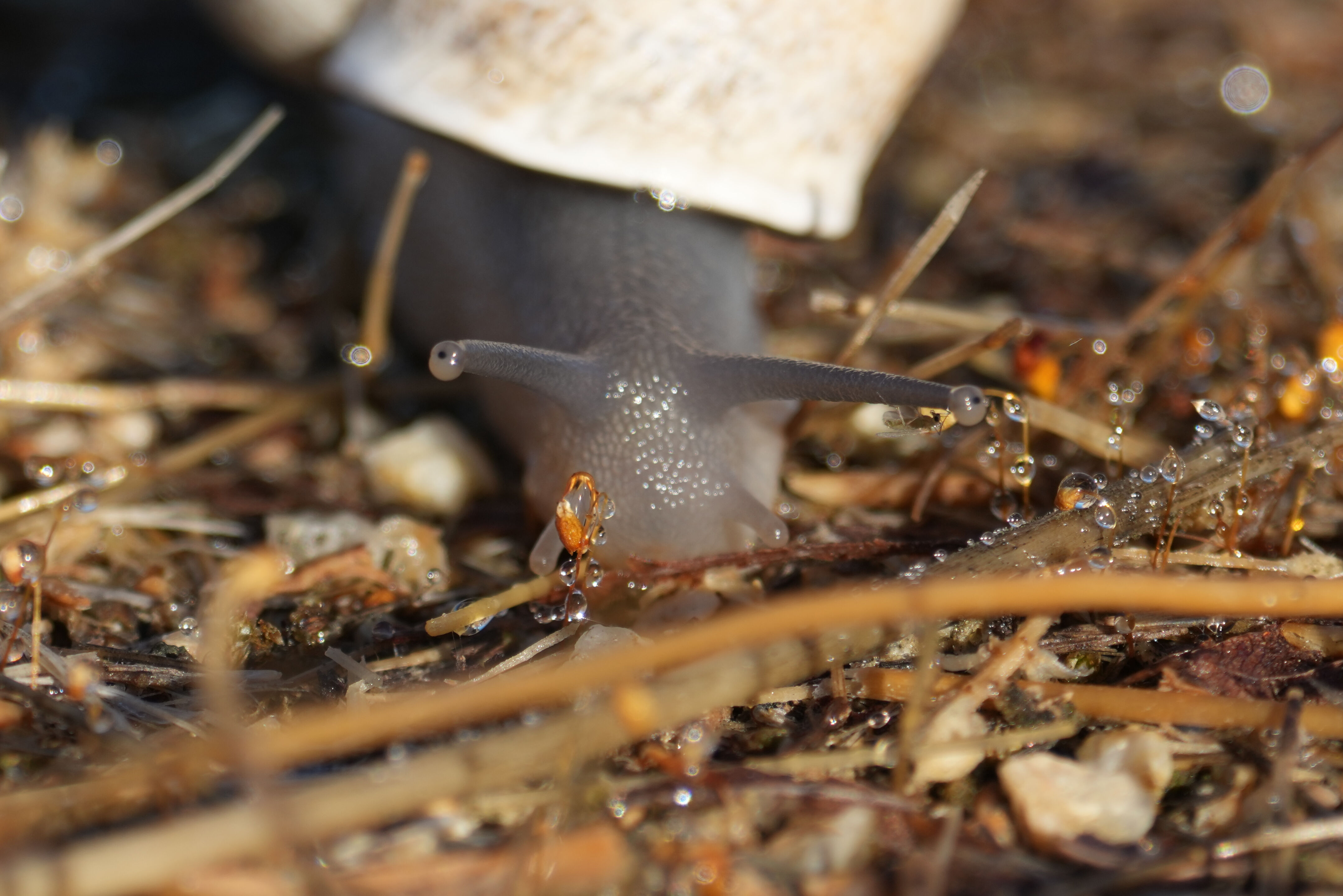 Milk Snail