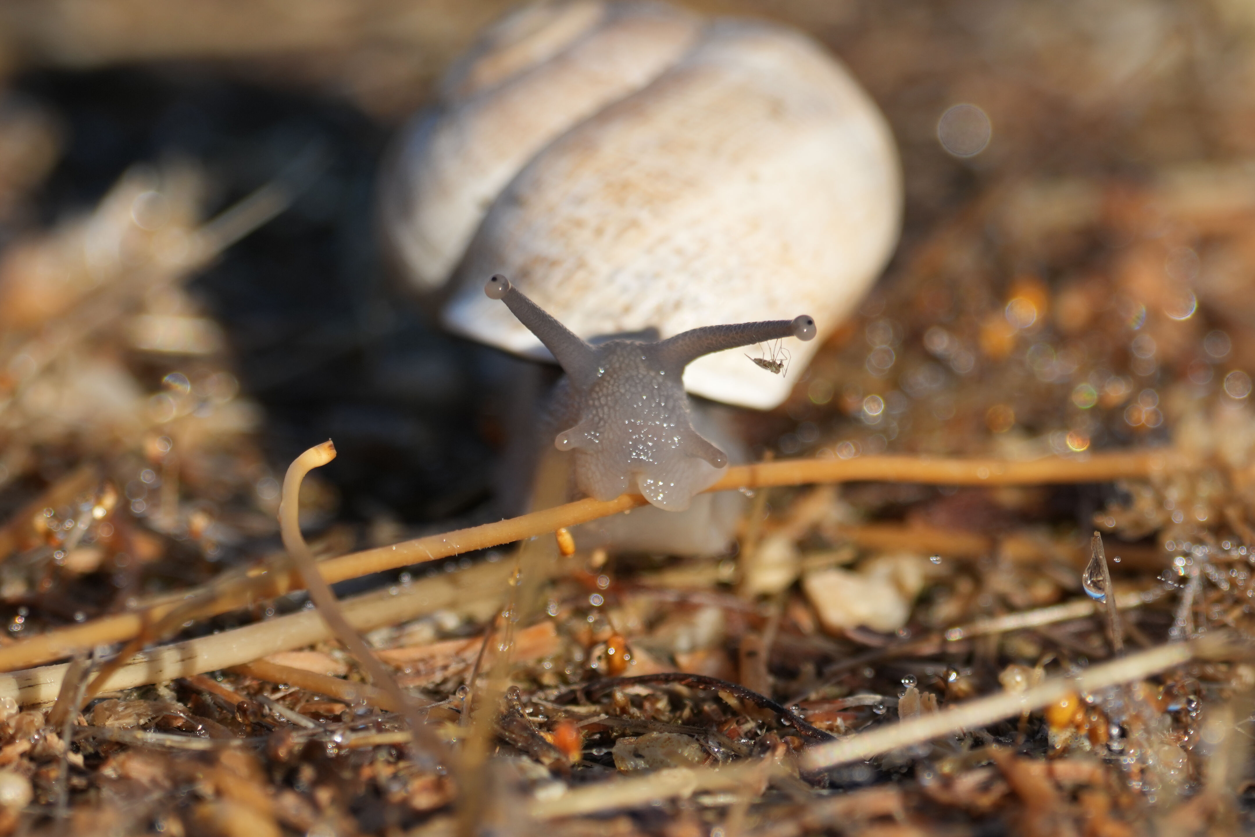 Pacific Commons Linear Park