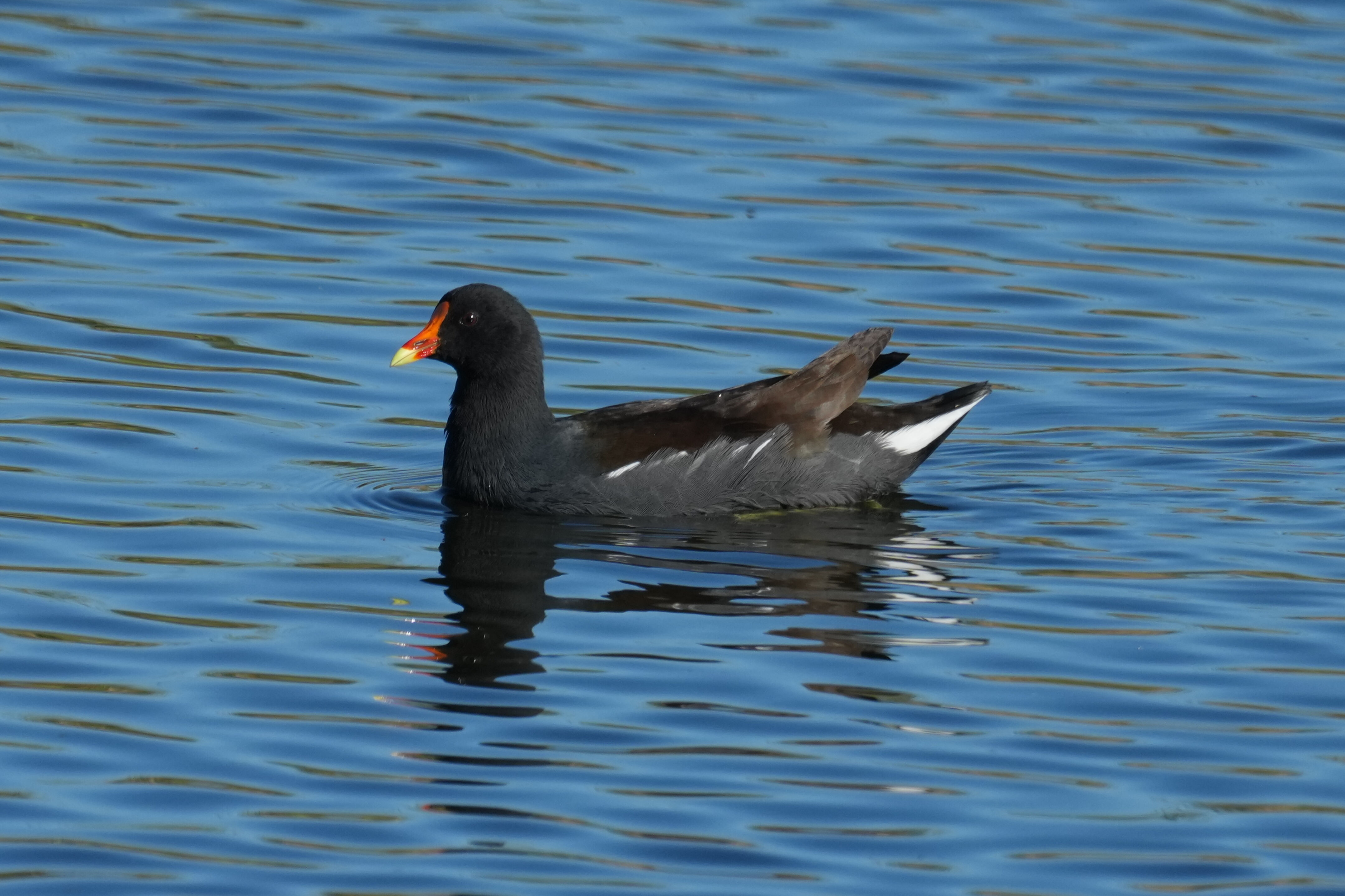 Common Gallinule