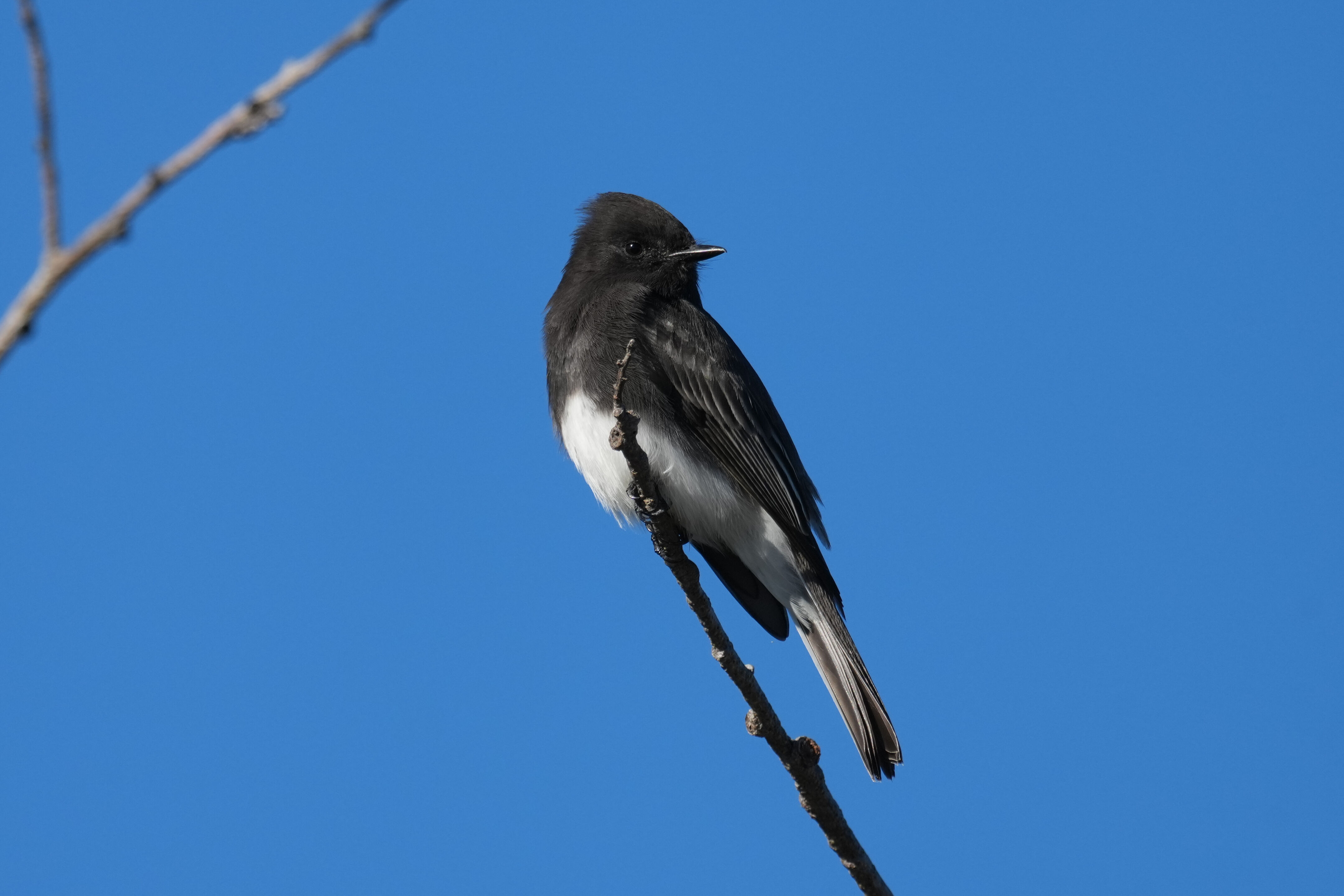 Black Phoebe