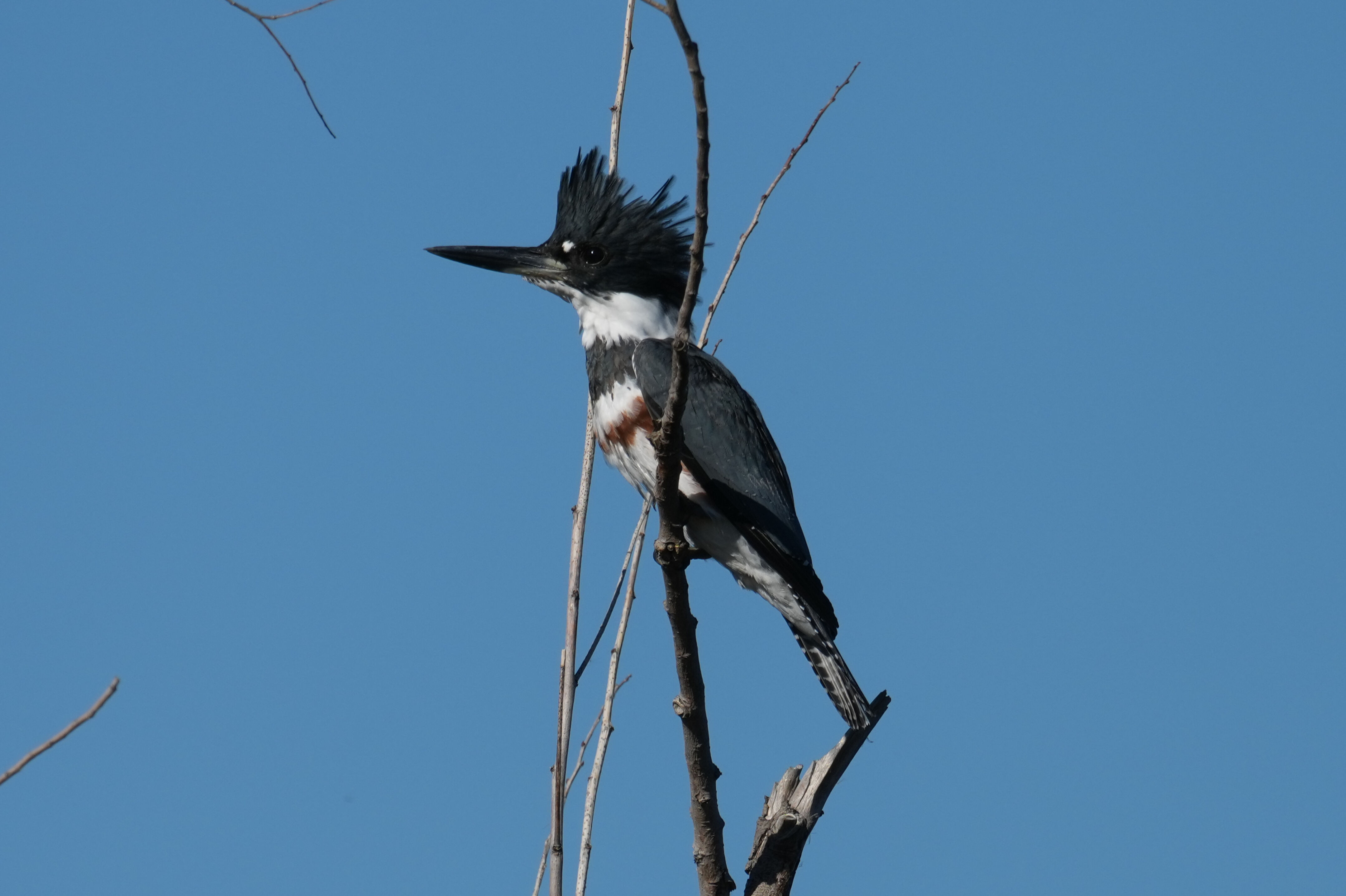 Belted Kingfisher