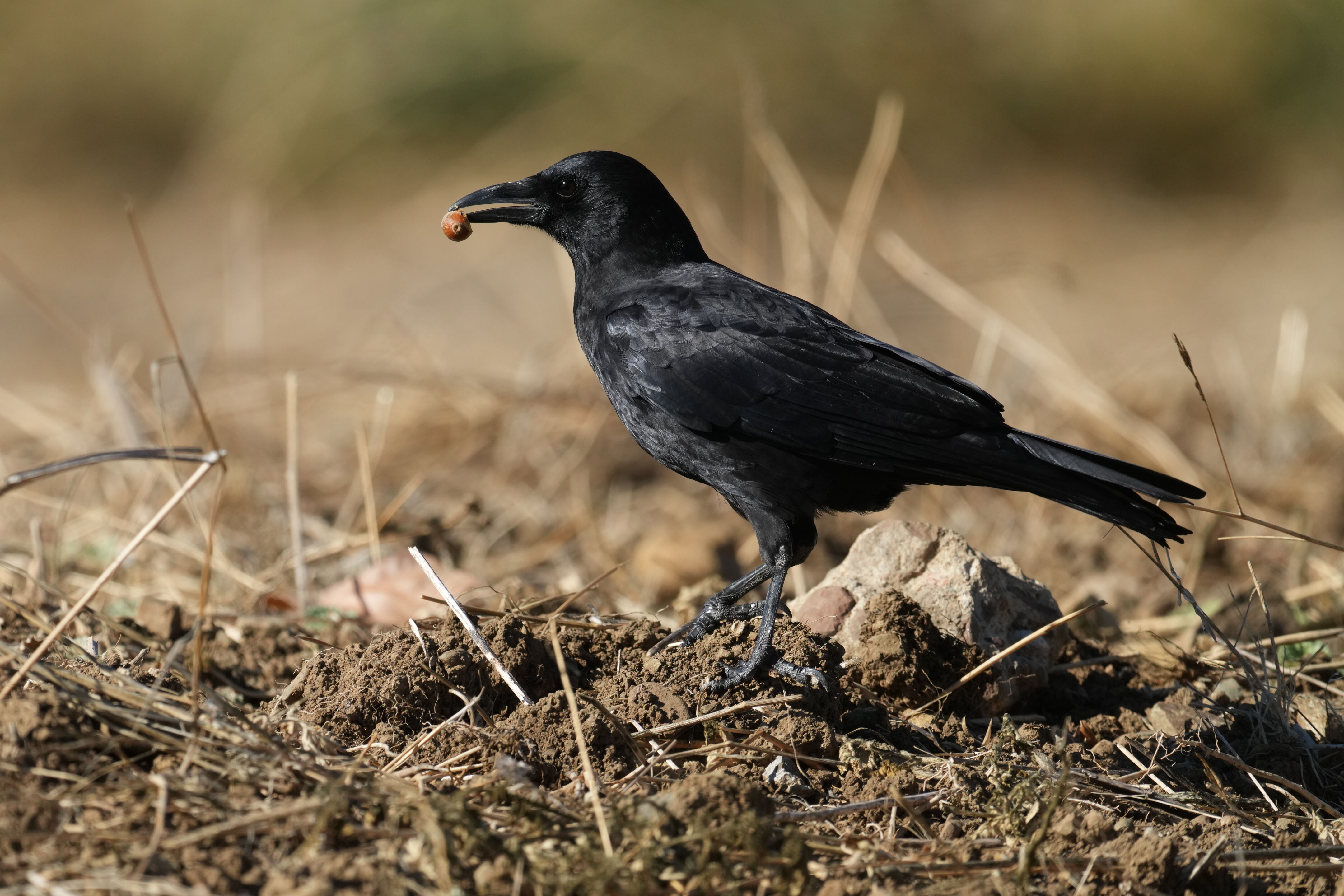 American Crow